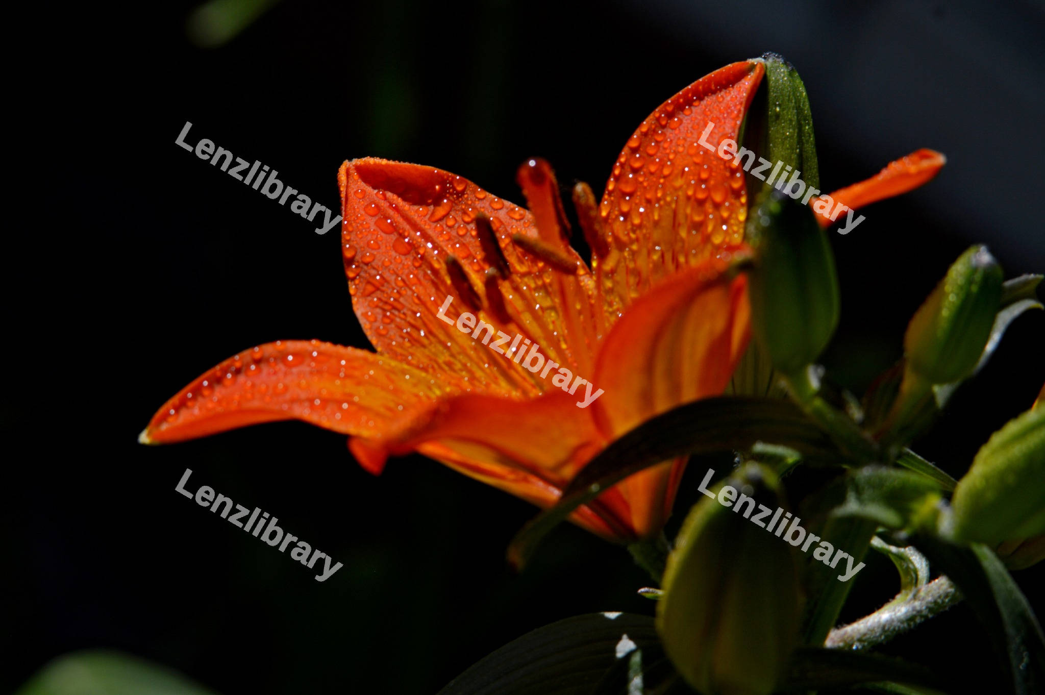 Orange Lily flower